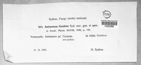 Antimanoa grisleae image
